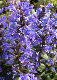 Ajuga reptans 'Chocolate Chip'